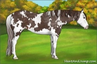 Horse Color:White Spotted Liver Chestnut Splash Appaloosa 