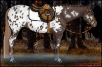 Horse Color:White Spotted Liver Chestnut Appaloosa 