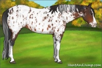 Horse Color:Bay Splash Tobiano Appaloosa  and Bay Splash Tobiano Appaloosa 