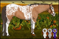 Horse Color:Bay Splash Tobiano Appaloosa and Bay Splash Tobiano Appaloosa