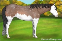 Horse Color:Bay Roan Splash