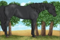 Horse Color:Black 