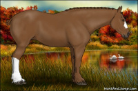 Horse Color:Gray Chestnut 
