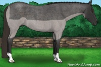 Horse Color:Liver Red Roan 