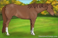 Horse Color:Chestnut 