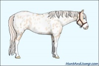 Horse Color:Silver Classic Champagne Pearl Dun Sabino Splash Appaloosa Rabicano