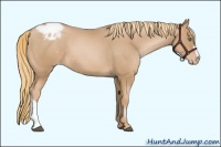 Horse Color:Chestnut Pearl Appaloosa 