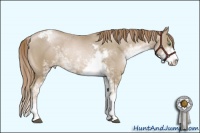 Horse Color:Smoky Black Pearl Sabino Appaloosa Rabicano 