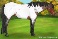 Horse Color:Brown Roan Near Fewspot