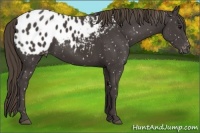 Horse Color:Smoky Black Blanket
