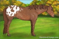 Horse Color:Chestnut Blanket 
