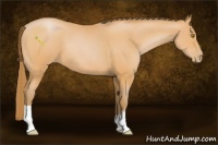 Horse Color:Bay Pearl 