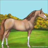 Horse Color:Gold Champagne