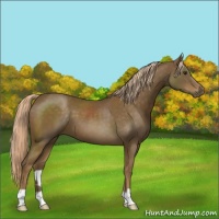 Horse Color:Chocolate Palomino 