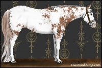 Horse Color:Chestnut Sabino Appaloosa