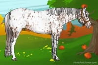 Horse Color:Bay Appaloosa  and Bay Appaloosa Rabicano 