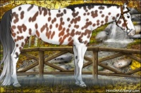 Horse Color:Brown Roan Splash Appaloosa 