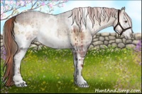 Horse Color:Plaid  White Spotted Liver Red Dun Onyx Rabicano Brindle 