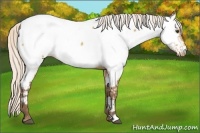 Horse Color:Silver Buckskin Dun Appaloosa 