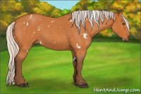 Horse Color:White Spotted Silver Buckskin Roan 