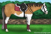 Horse Color:Buckskin Splash 