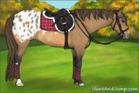 Horse Color:Buckskin Appaloosa