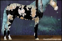 Horse Color:Watercolor White Spotted Buckskin Onyx Appaloosa 