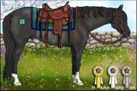 Horse Color:Liver Chestnut Rabicano