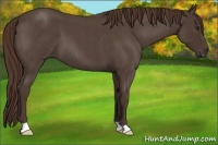 Horse Color:Liver Red Roan 