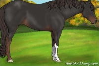 Horse Color:Liver Chestnut 