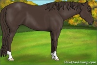 Horse Color:Liver Chestnut 