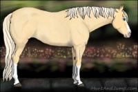 Horse Color:Palomino Roan Splash 