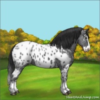Horse Color:Black Ice Sabino Splash Near Leopard 