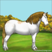 Horse Color:Painted Buckskin Ice Splash Appaloosa