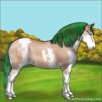 Horse Color:Painted Bay Sabino Splash Appaloosa Rabicano 