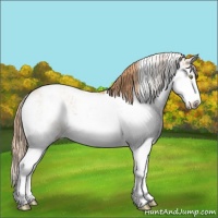 Horse Color:Gold Champagne Sabino Splash Appaloosa