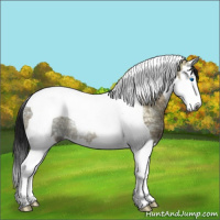 Horse Color:Gray Bay Ice Dun Splash Tobiano Appaloosa Rabicano