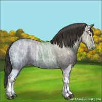 Horse Color:Grullo Ice Varnish