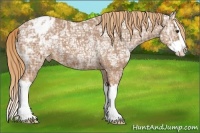 Horse Color:Chestnut Ice Sabino Splash Blanket 