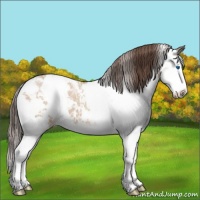 Horse Color:Amber Champagne Ice Sabino Splash Varnish 