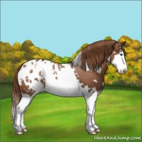 Horse Color:White Spotted Chestnut Splash Appaloosa 