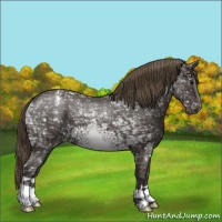 Horse Color:Smoky Black Ice Appaloosa