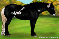 Horse Color:Gray Plaid Liver Chestnut Ice Sabino Splash Tobiano Appaloosa