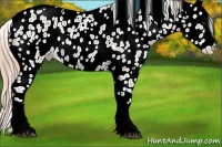 Horse Color:White Spotted Chestnut Ice Sabino Splash Appaloosa 