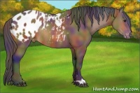 Horse Color:Nacre Bay Appaloosa Rabicano 