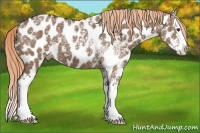 Horse Color:Liver Red Dun Ice Sabino Splash Appaloosa 