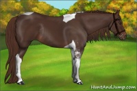Horse Color:Liver Chestnut Tobiano Rabicano 