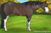 Horse Color:Brown Roan Sabino