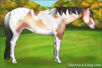 Horse Color:Bay Onyx Tobiano Frame 