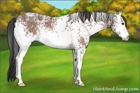 Horse Color:White Spotted Bay Ice 